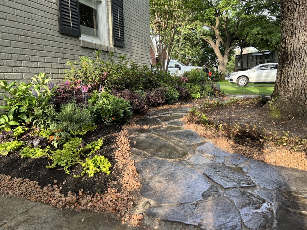 Vasser Street Houston Texas, flagstone walkway, landscape design, landscape install, Microclover lawn seeds